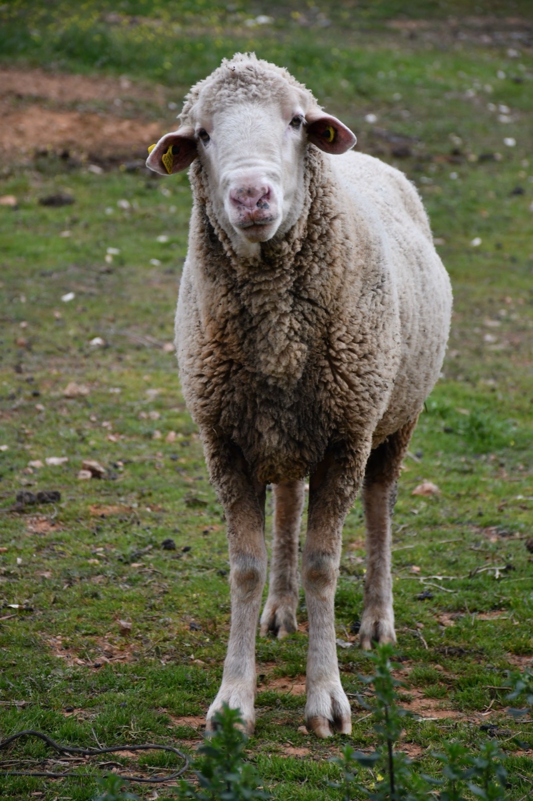Merinos koyunu — İbrahim Bey Çiftliği